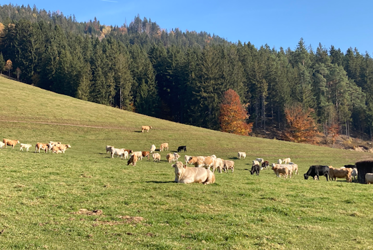 Restaurant Zlatý kohout | Liberec | 3