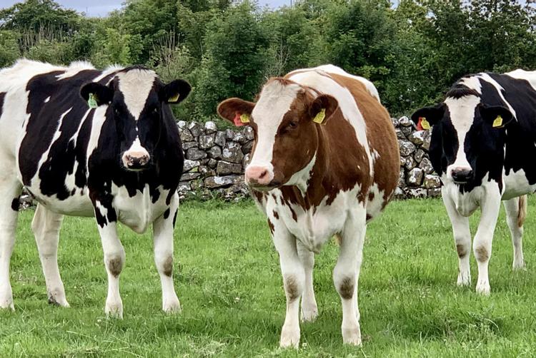 Restaurant Zlatý kohout | Liberec | 1