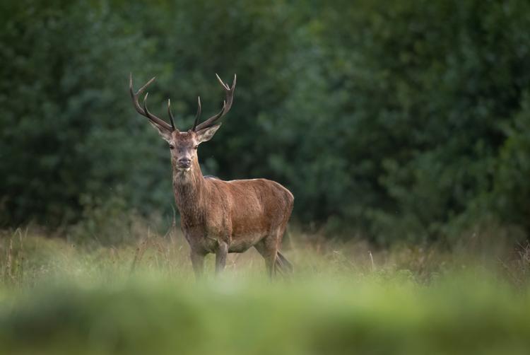 Restaurant Zlatý kohout | Liberec | 2